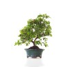 Achat Bonsai Azalée Satsuki 40 cm Sankaly Bonsai AZ260404FB