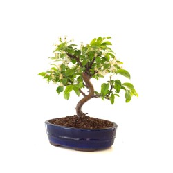 Vente de Bonsai Malus Pommier Sankaly Bonsai