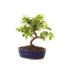 Vente de Bonsai Malus Pommier Sankaly Bonsai