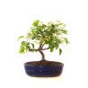 Achat Bonsai Malus Pommier Sankaly Bonsai