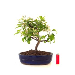 Acheter Bonsai Malus Pommier Sankaly Bonsai