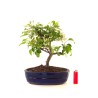 Acheter Bonsai Malus Pommier Sankaly Bonsai