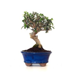 Achat Bonsai Olea Europaea Shohin 26 cm Sankaly Bonsai