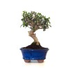 Achat Bonsai Olea Europaea Shohin 26 cm Sankaly Bonsai