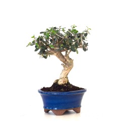 Acheter Bonsai Olea Europaea Shohin 26 cm Sankaly Bonsai