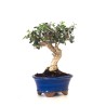 Acheter Bonsai Olea Europaea Shohin 26 cm Sankaly Bonsai