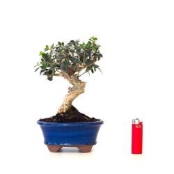 Site de Vente de Bonsai Olea Europaea Shohin 26 cm Sankaly Bonsai