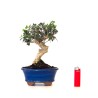 Site de Vente de Bonsai Olea Europaea Shohin 26 cm Sankaly Bonsai