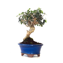 Vente de Bonsai Olea Europaea Shohin 26 cm Sankaly Bonsai