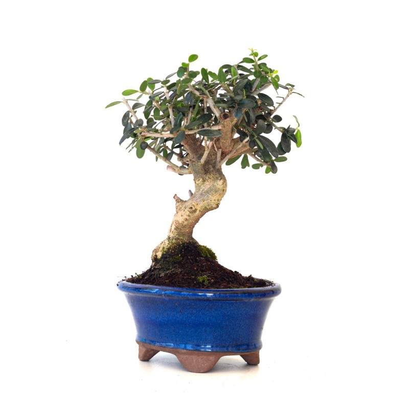 Vente de Bonsai Olea Europaea Shohin 26 cm Sankaly Bonsai