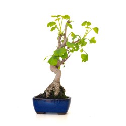 Acheter Bonsai Ginkgo Biloba 35 cm Sankaly Bonsai