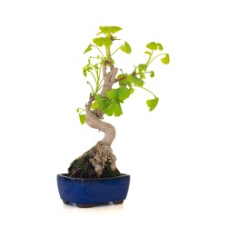 Achat Bonsai Ginkgo Biloba 35 cm Sankaly Bonsai
