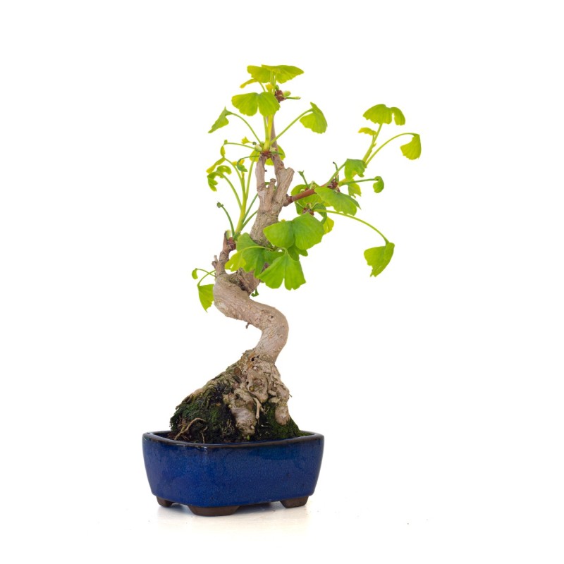 Achat Bonsai Ginkgo Biloba 35 cm Sankaly Bonsai