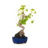 Achat Bonsai Ginkgo Biloba 35 cm Sankaly Bonsai