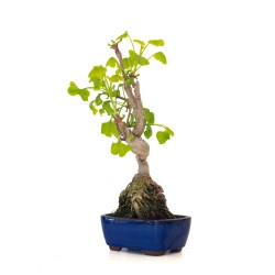 Bonsaï Azalée Satsuki 40 cm 16/17 ans – Rhododendron indicum | Sankaly Bonsai