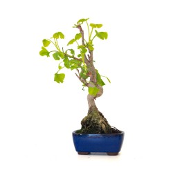 Boutique Bonsai Ginkgo Biloba 35 cm Sankaly Bonsai