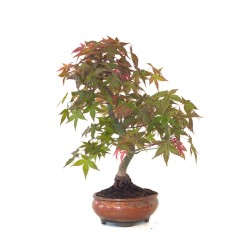 Achat Bonsai Acer Palmatum Deshojo 46 cm APD260411MB Sankaly Bonsai