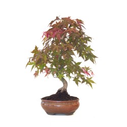 Acheter Bonsai Acer Palmatum Deshojo 46 cm APD260411MB Sankaly Bonsai