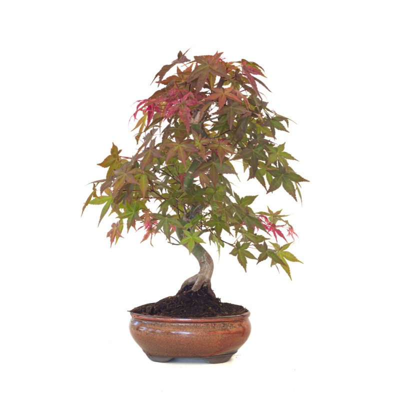 Acheter Bonsai Acer Palmatum Deshojo 46 cm APD260411MB Sankaly Bonsai
