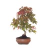 Acheter Bonsai Acer Palmatum Deshojo 46 cm APD260411MB Sankaly Bonsai