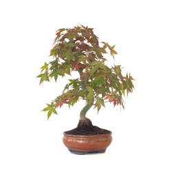 Vente de Bonsai Acer Palmatum Deshojo 46 cm APD260411MB Sankaly Bonsai