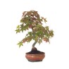 Vente de Bonsai Acer Palmatum Deshojo 46 cm APD260411MB Sankaly Bonsai