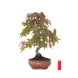 Acheter Bonsai Erable rouge du Japon 46 cm APD260411MB Sankaly Bonsai