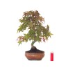 Acheter Bonsai Erable rouge du Japon 46 cm APD260411MB Sankaly Bonsai