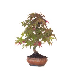 Achat Bonsai Erable rouge du Japon 46 cm APD260411MB Sankaly Bonsai