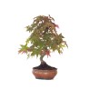 Achat Bonsai Erable rouge du Japon 46 cm APD260411MB Sankaly Bonsai