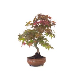 Vente de Bonsai Erable rouge du Japon 46 cm APD260411MB Sankaly Bonsai