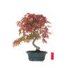 Achat Bonsai Acer Palmatum Deshojo 46 cm APD260412MB Sankaly Bonsai