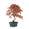 Vente de Bonsai Acer Palmatum Deshojo 46 cm APD260412MB Sankaly Bonsai