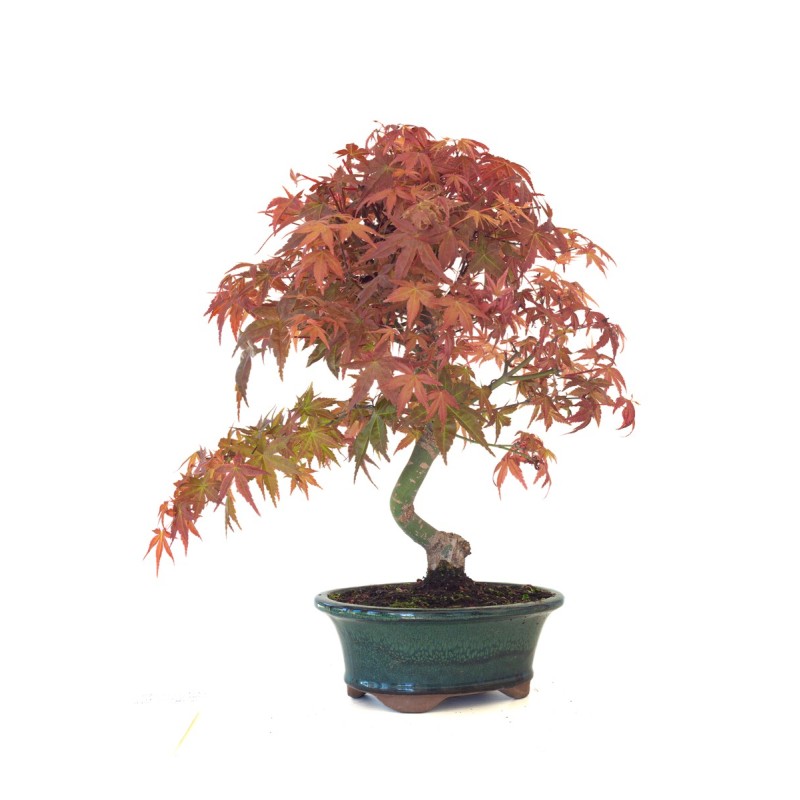 Acheter Bonsai Acer Palmatum Deshojo 46 cm APD260412MB Sankaly Bonsai