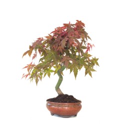 Achat Bonsai Acer Palmatum Deshojo 45 cm APD260413MB Sankaly Bonsai