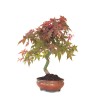 Achat Bonsai Acer Palmatum Deshojo 45 cm APD260413MB Sankaly Bonsai