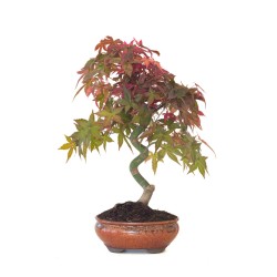 Acheter Bonsai Acer Palmatum Deshojo 45 cm APD260413MB Sankaly Bonsai