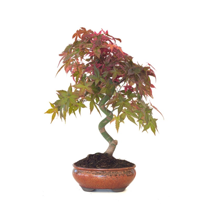 Acheter Bonsai Acer Palmatum Deshojo 45 cm APD260413MB Sankaly Bonsai