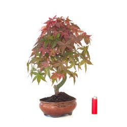 Vente de Bonsai Acer Palmatum Deshojo 45 cm APD260413MB Sankaly Bonsai
