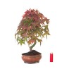 Vente de Bonsai Acer Palmatum Deshojo 45 cm APD260413MB Sankaly Bonsai