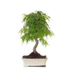Achat Bonsai Acer Palmatum Erable palmé du Japon 47 cm AP260411MB