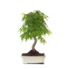Achat Bonsai Acer Palmatum Erable palmé du Japon 47 cm AP260411MB