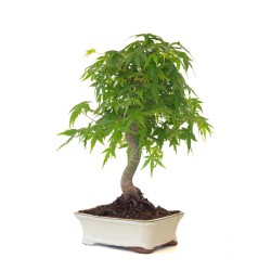 Vente de Bonsai Acer Palmatum Erable palmé du Japon 47 cm AP260411MB