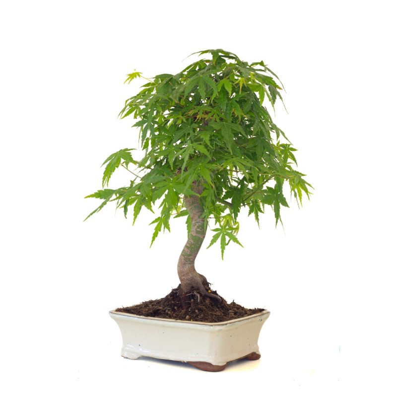 Vente de Bonsai Acer Palmatum Erable palmé du Japon 47 cm AP260411MB