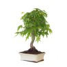 Vente de Bonsai Acer Palmatum Erable palmé du Japon 47 cm AP260411MB