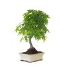 Acheter Bonsai Acer Palmatum Erable palmé du Japon 47 cm AP260411MB