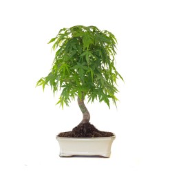 Boutique Bonsai Acer Palmatum Erable palmé du Japon 47 cm AP260411MB Sankaly Bonsai