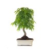 Boutique Bonsai Acer Palmatum Erable palmé du Japon 47 cm AP260411MB Sankaly Bonsai