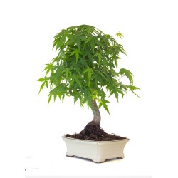 Magasin en ligne Bonsai Acer Palmatum Erable palmé du Japon 47 cm AP260411MB Sankaly Bonsai