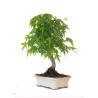 Magasin en ligne Bonsai Acer Palmatum Erable palmé du Japon 47 cm AP260411MB Sankaly Bonsai